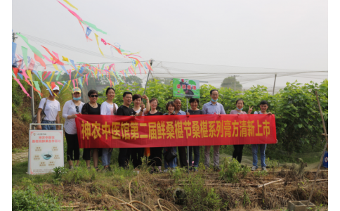 桑椹滿枝頭，采摘正當(dāng)時(shí)- 神農(nóng)中醫(yī)館鮮桑椹合作基地采摘紀(jì)實(shí)